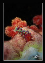 flabellina in Richelieu Rock, few minutes before a Whale ... by Adriano Trapani 